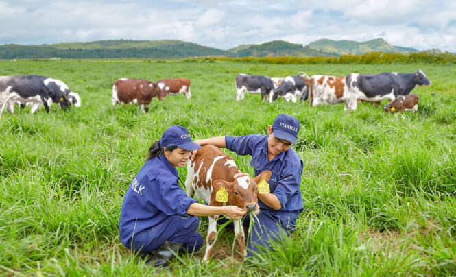 sữa Organic tốt nhất cho bé